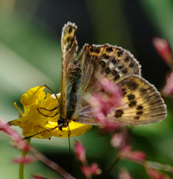 Lycaena virgureae?